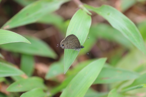 Common Line Blue photo 3