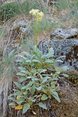 Eriogonum compositum