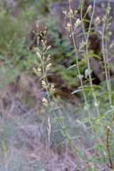Keckiella lemmonii