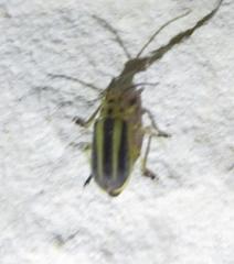 Derospidea brevicollis