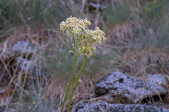 Eriogonum compositum