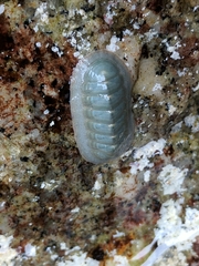Tripoplax regularis