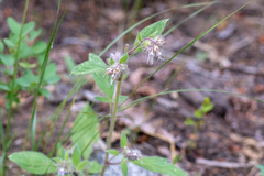 Phacelia mutabilis