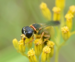 Ectemnius rufipes ais