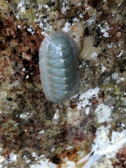 Tripoplax regularis