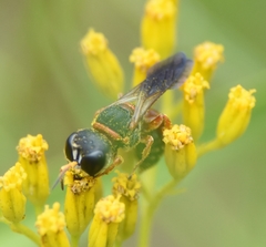 Ectemnius rufipes ais