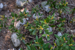 Chrysolepis sempervirens