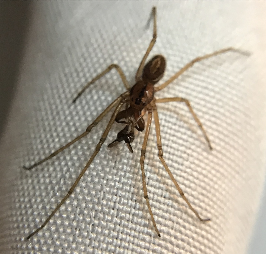 Pachygnatha tristriata