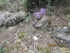 Campanula sibirica elatior