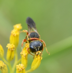 Ectemnius rufipes ais