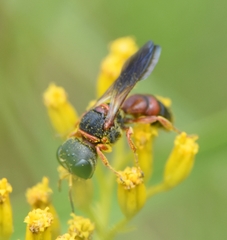 Ectemnius rufipes ais