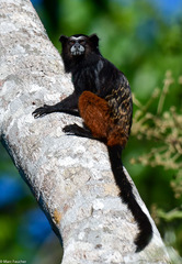 Saguinus weddelli weddelli