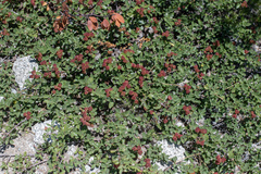 Ceanothus prostratus