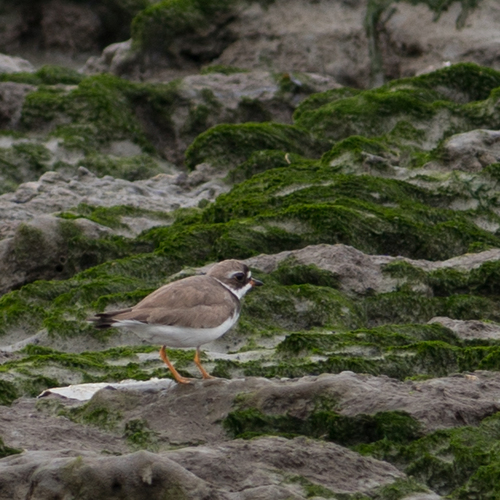 Charadrius semipalmatus
