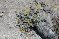 Eriogonum diclinum