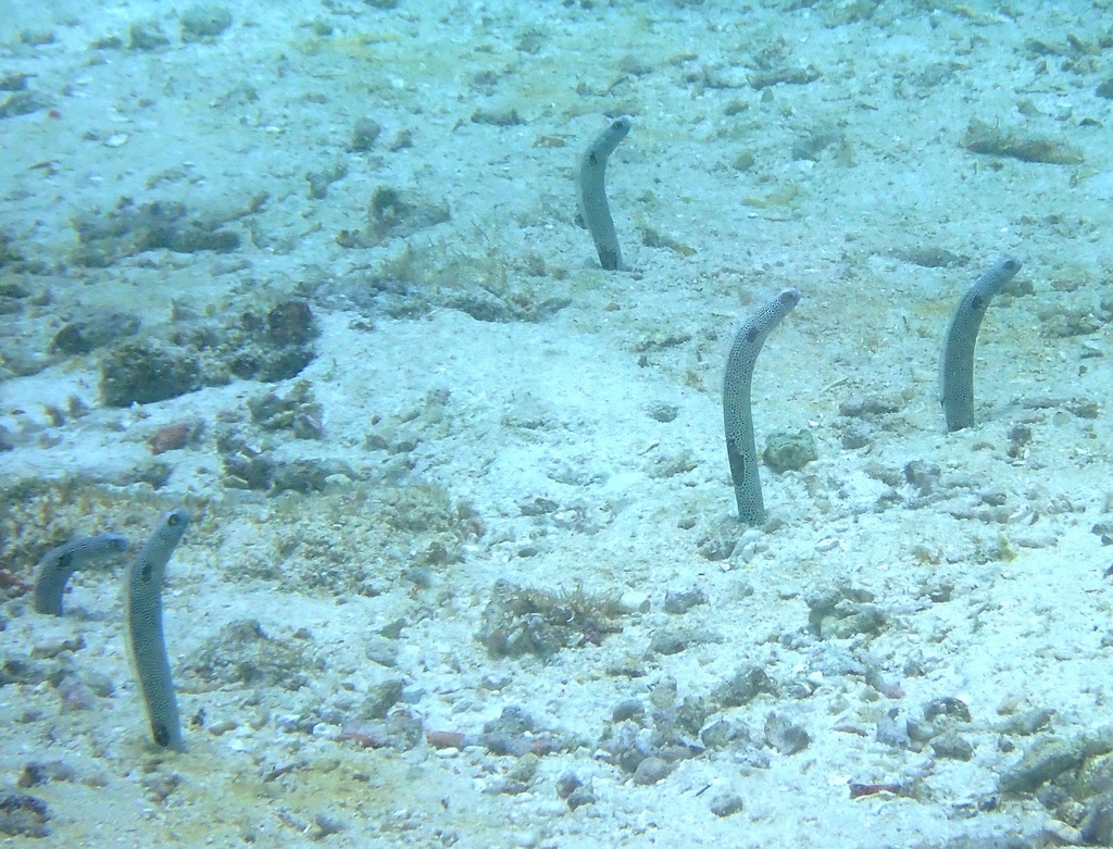 Colony of garden eels standing in sand over rubble
