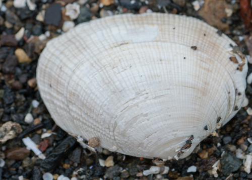 Ruditapes philippinarum