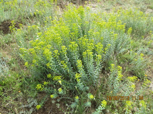 steppe spurge