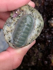 Tripoplax regularis