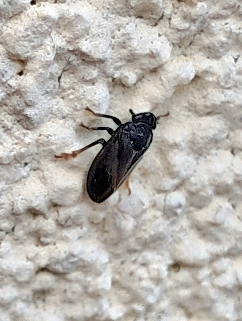 Tettigometra atra