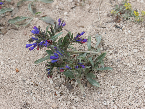 Moltkia coerulea, photograph 5