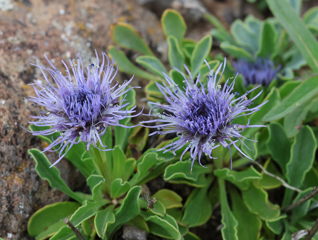 Globularia trichosantha; photograph (c) Joey Bom, some rights reserved (CC BY)