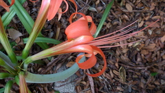 Hippeastrum stylosum