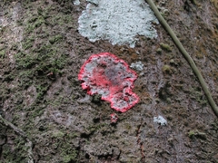 Herpothallon