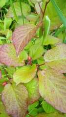 Actinidia kolomikta