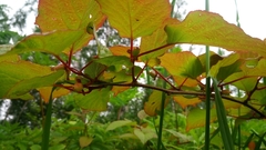 Actinidia kolomikta