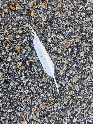 Feral Pigeon photographed in New Hampshire