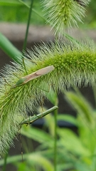 Leptocorisa chinensis