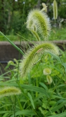 Leptocorisa chinensis