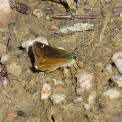 Piruna pirus