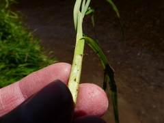 Carex interrupta