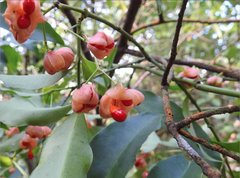 Euonymus laxiflorus