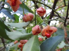 Euonymus laxiflorus