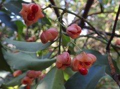 Euonymus laxiflorus