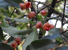 Euonymus laxiflorus