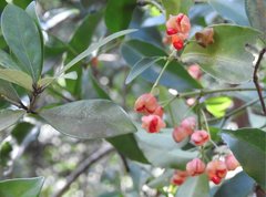 Euonymus laxiflorus