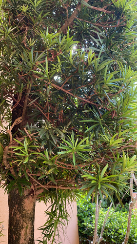 Image of Podocarpus macrophyllus by (c) nebrooks, some rights reserved (CC BY)