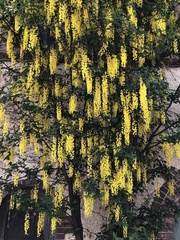 Laburnum × watereri