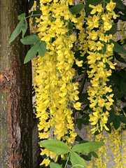 Laburnum × watereri