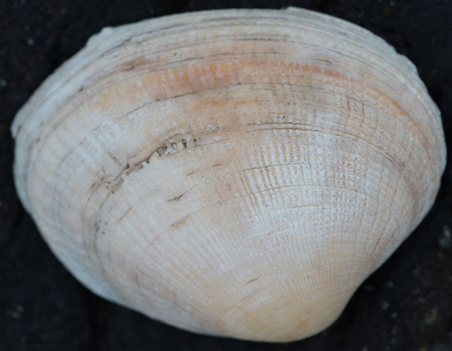 Veneridae