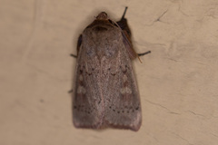 Leucania pseudargyria