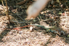 Aspidoscelis motaguae