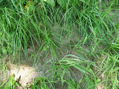Carex interrupta