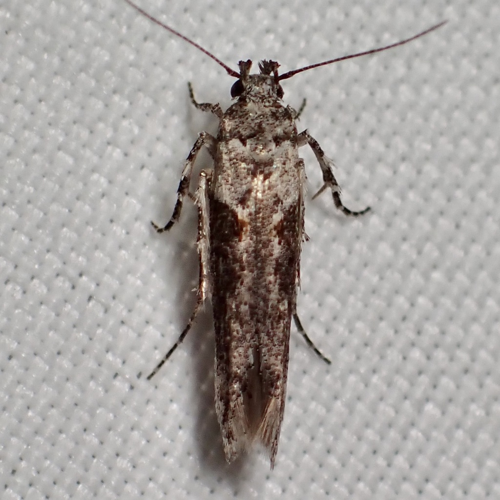 Symmetrischema fercularia
