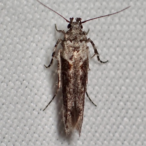 Symmetrischema fercularia