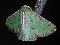 Eucyclodes buprestaria